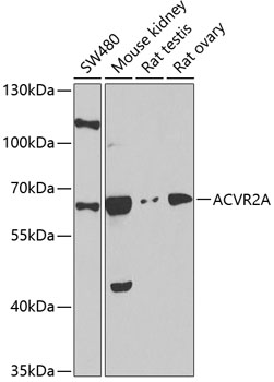 ACVR2A antibody[38330]