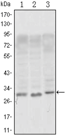CD69 Monoclonal Antibody[48135