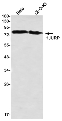 HJURP Rabbit mAb[52774]