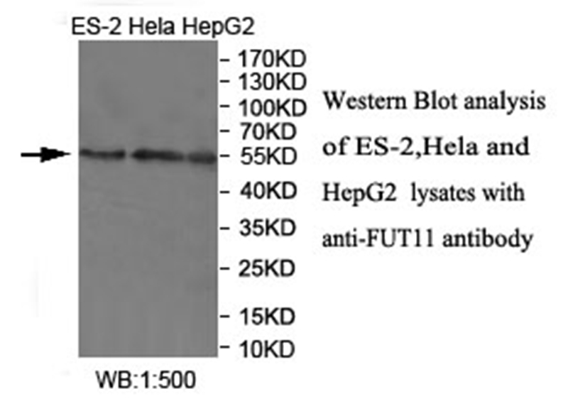 FUT11 Antibody[40033]