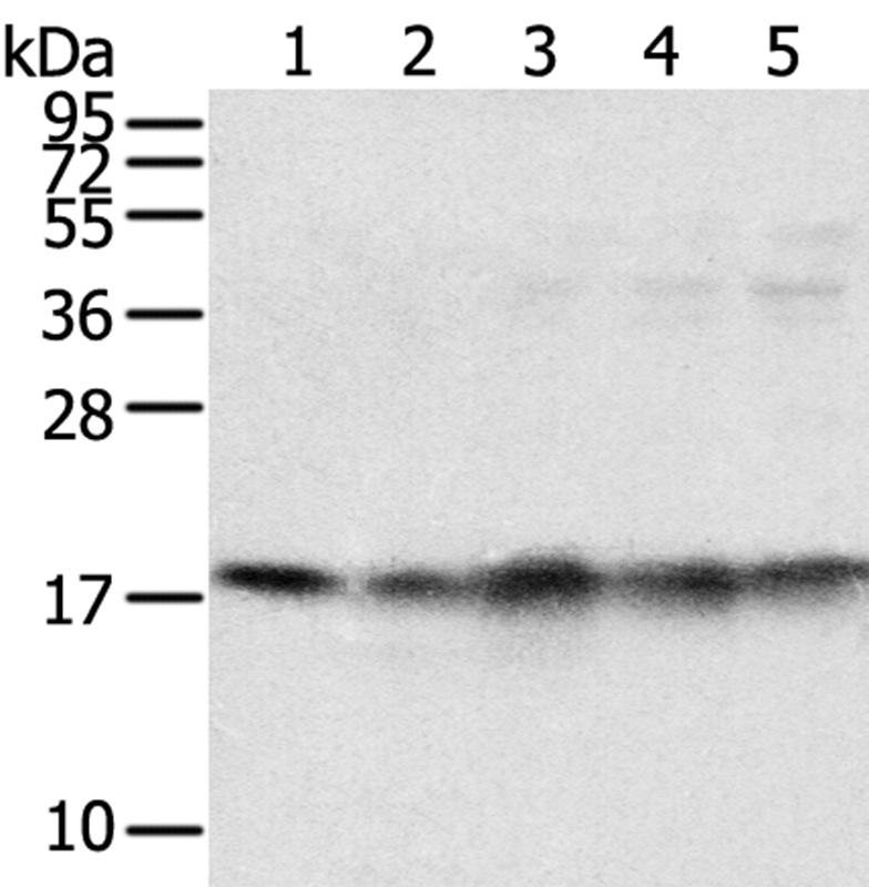 TAF11 Antibody[40133]