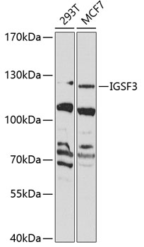 IGSF3 Rabbit Polyclonal Antibo