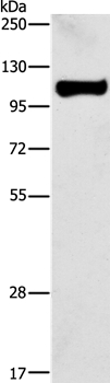 STAT6 Antibody[35574]