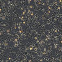 浙江(杭州)美森 人大脑内皮细胞 HBEC-5i