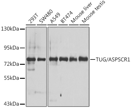 ASPSCR1 Rabbit Polyclonal Anti