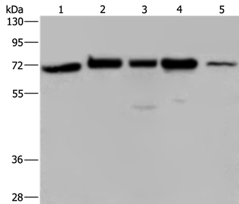 AGFG1 Antibody[36061]