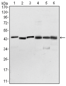PDK1 Monoclonal Antibody[48290