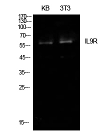 IL-9R Polyclonal Antibody[4197