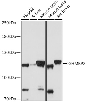 IGHMBP2 Rabbit Polyclonal Anti