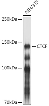 CTCF antibody[38199]