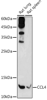 CCL4 antibody[38278]