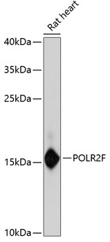 POLR2F Rabbit Polyclonal Antib