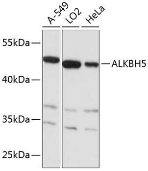 ALKBH5 Rabbit Polyclonal Antib