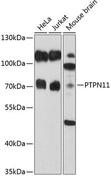 PTPN11 antibody[38468]