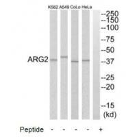 ARG2 Antibody[34438]