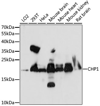CHP1 Rabbit Polyclonal Antibod