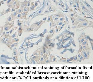 ISOC1 Antibody[39606]