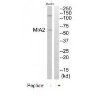 MIA2 Antibody[34780]