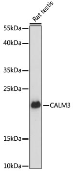 CALM3 Rabbit Polyclonal Antibo
