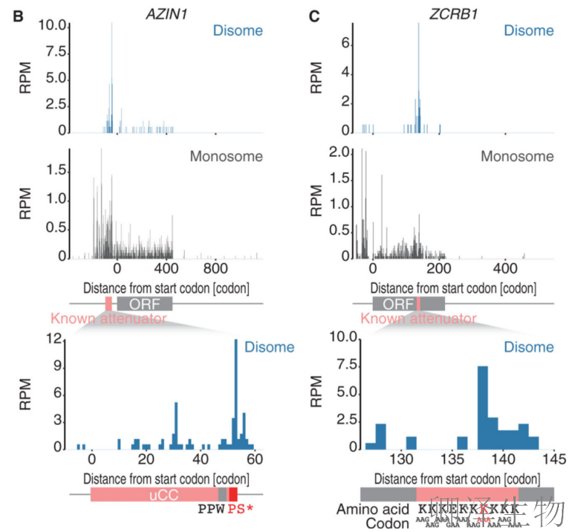 【Disome-seq-经典研究】 |核糖体