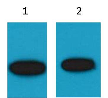 GFP Mouse Polyclonal Antibody[