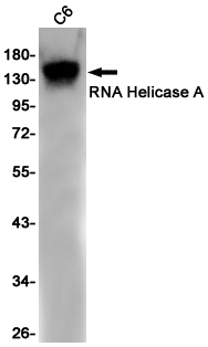 RNA Helicase A Rabbit mAb[5255