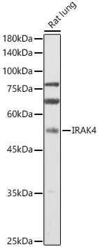 IRAK4 antibody[38750]