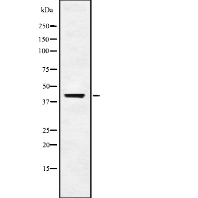 USP18 Antibody[45187]