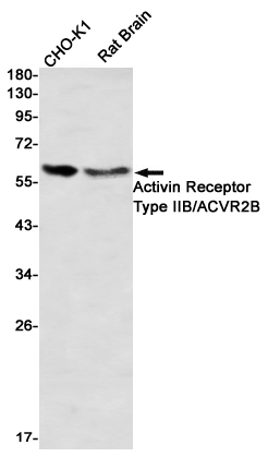 Activin Receptor Type IIB Rabb
