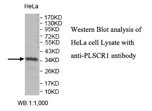 PLSCR1 Antibody[39803]