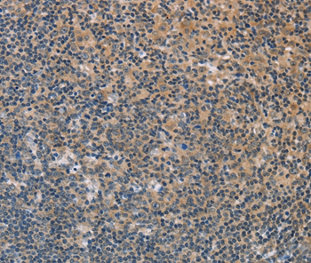 FXYD1 Antibody[36236]