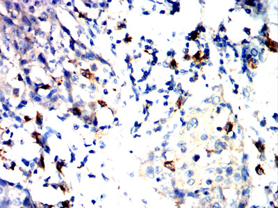 TLR10 Mouse mAb[64322]