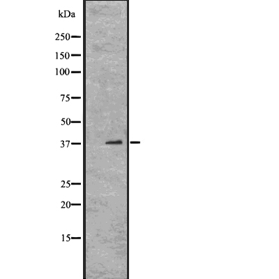 Otx1 Antibody[45028]