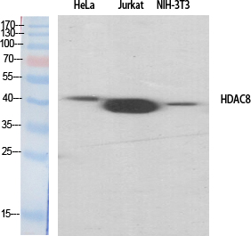 HDAC8 Polyclonal Antibody[4100