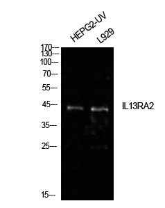 IL-13Rα2 Polyclonal Antibody[4