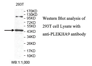 PLEKHA9 Antibody[39807]