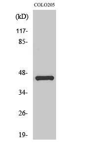 AP-1 Polyclonal Antibody[40598