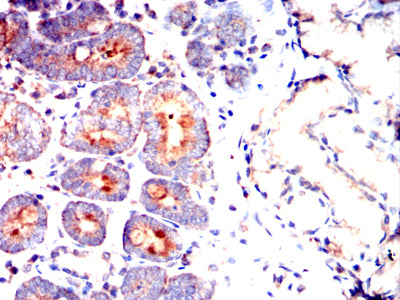 MUC13 Mouse mAb[63966]