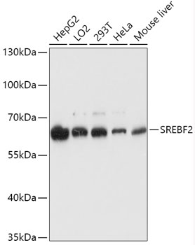 SREBF2 Rabbit Polyclonal Antib