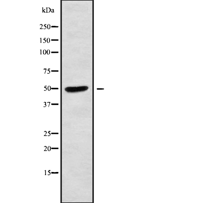 K1H2 Antibody[45643]