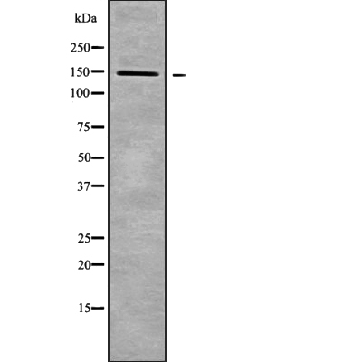 RNF123 Antibody[45962]