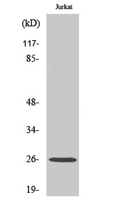Translin Polyclonal Antibody[4