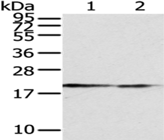 POLE3 Antibody[43062]