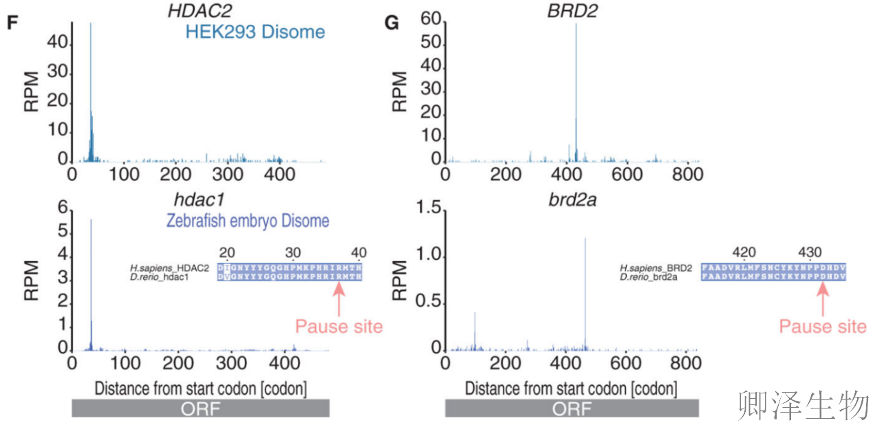 【Disome-seq-经典研究】 |核糖体