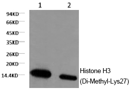 Histone H3 (Di-Methyl-Lys27) M
