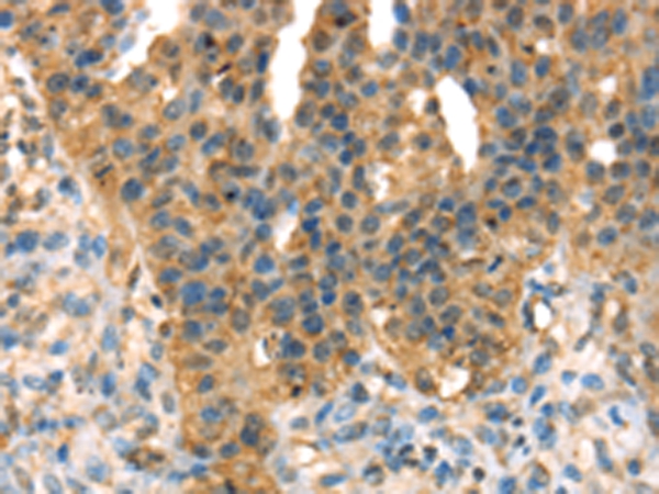 DHCR24 Antibody[42747]