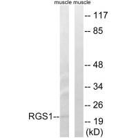 RGS1 Antibody[34979]