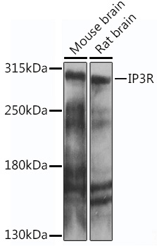 ITPR1 Rabbit Polyclonal Antibo