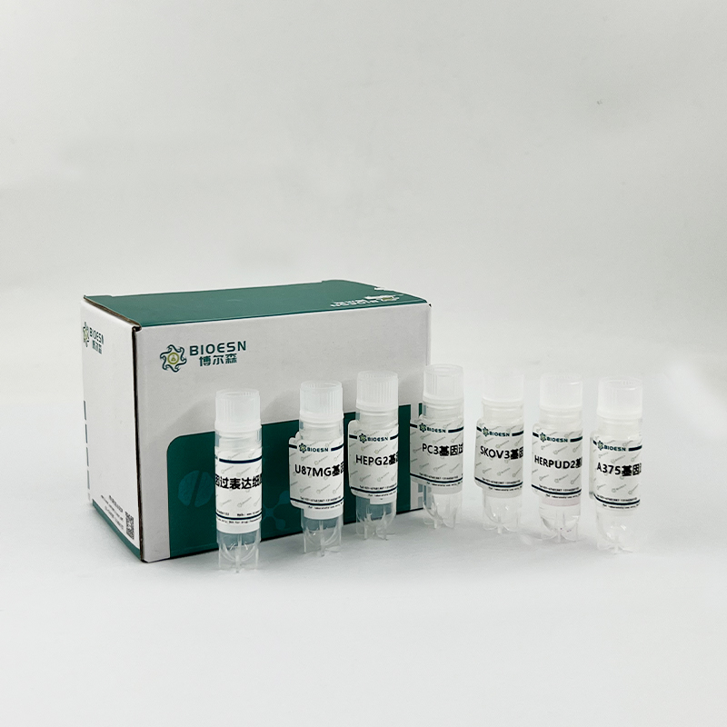 HPS6基因过表达细胞株