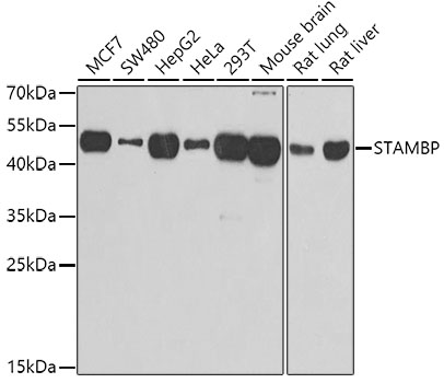 STAMBP Rabbit Polyclonal Antib